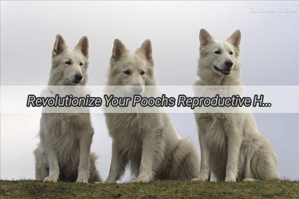 Revolutionize Your Poochs Reproductive Health A Visual Guide to Dog Contraception Home Remedies